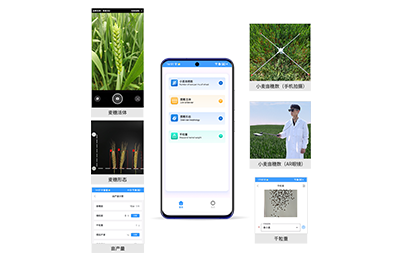 崇明区小麦亩穗数分析仪IN-XM02