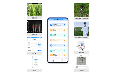 崇明区小麦表型测量仪IN-XM05